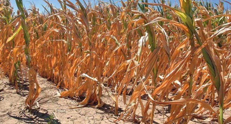 Šteta od suše u poljoprivredi preko milijardu dolara