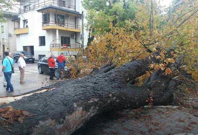 Pao gorostas veliko drvo srušilo se na saobraćajnicu u Banjaluci, nema povređenih