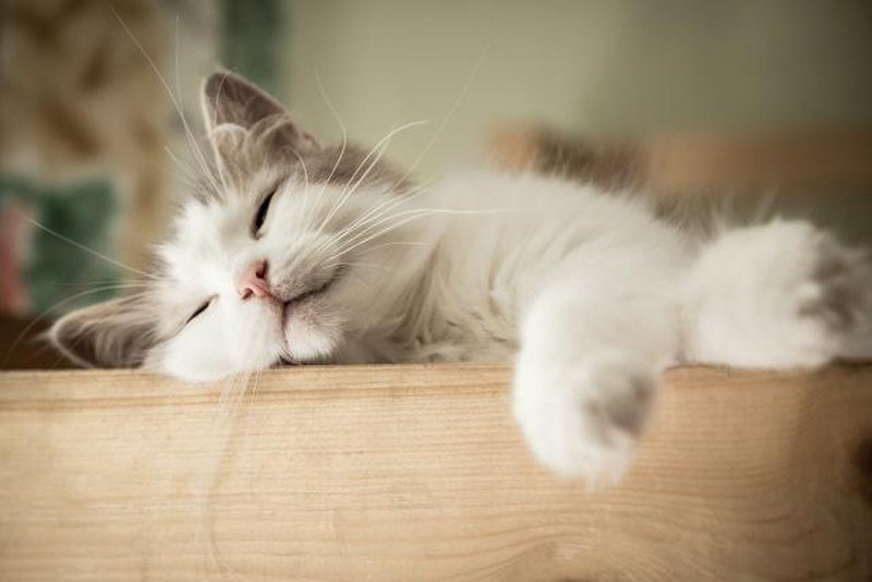 Mačke prespavaju dve trećine života - zašto?