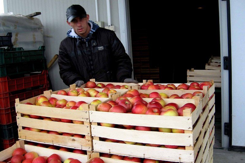 Rusija zabranila uvoz jabuka iz BiH