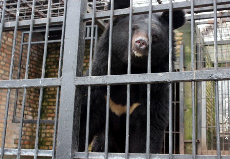 Jagodinski medvedi odlučili – kraj zime