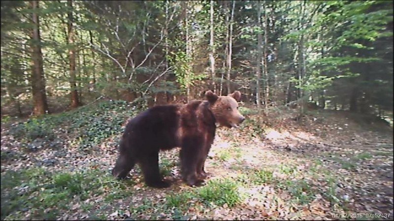 Užas: Medvjed pojeo tinejdžera - Zvijer napala turiste, našli ga kako se pravi mrtav nad ostacima svoje žrtve (Foto)