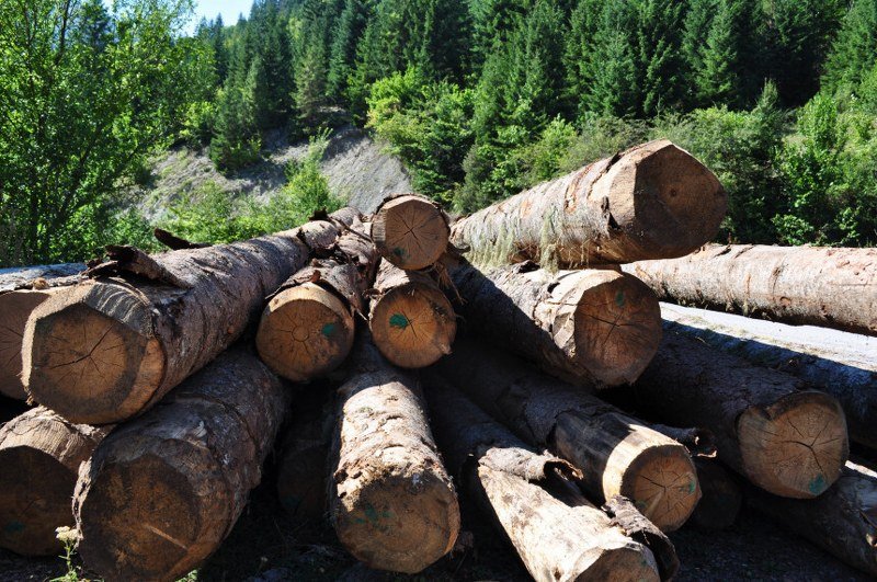Još jedan od uspjeha vlasti Srpske: Obaveze -Šuma Srpske- za 26,5 miliona veće od vrijednosti imovine (Video)