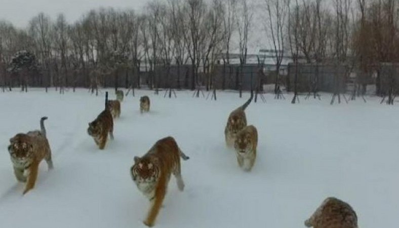 Šta se dogodi kad dron proleti iznad gladnih tigrova (video)