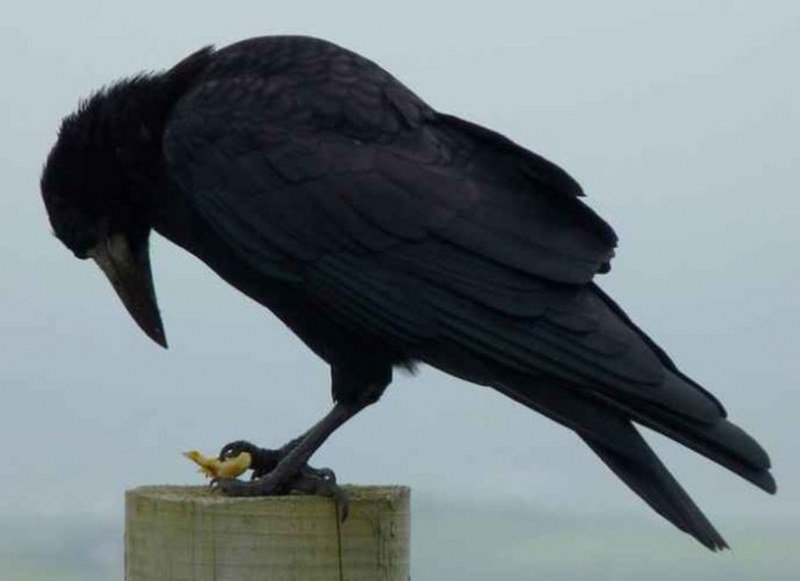 Evo zašto vrane spadaju među najpametnije životinje | Infomedia Balkan