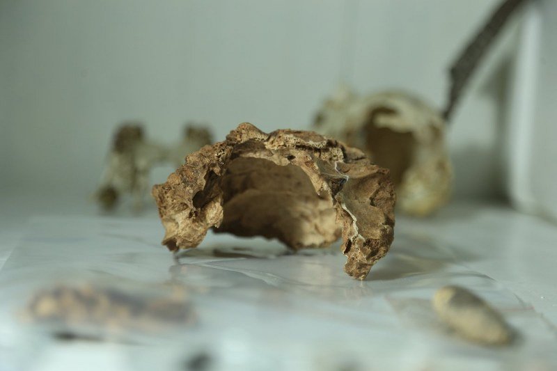 Nevjerovatno: Arheolozi pronašli lobanje stare 14.000 godina