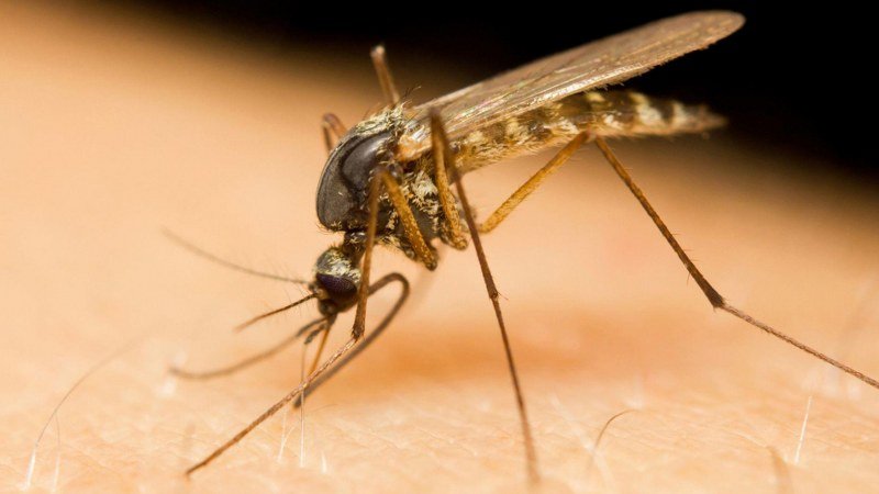 Zbog divljih deponija u BiH se pojavile nove vrste komaraca koje prenose opasne bolesti