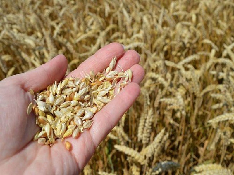 Republika Srpska kupuje pšenicu, soju, kukuruz