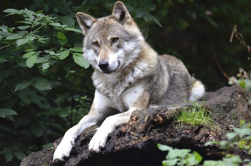 Otkriveno po čemu je himalajski vuk poseban i drugačiji od svih ostalih svojih srodnika (Video)