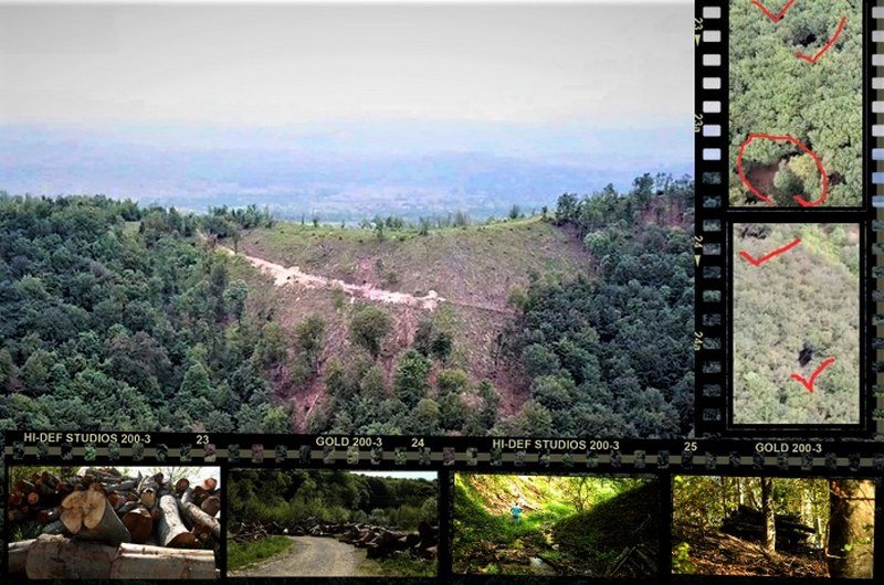 Velika pljačka šuma u regiji Banja Luke - Kriminalne grupe zarađuju bogatstva (Video)