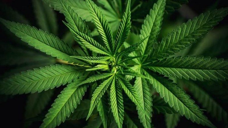 Premijer Sjeverne Makedonije najavio legalizaciju marihuane: Pomoći će turizmu
