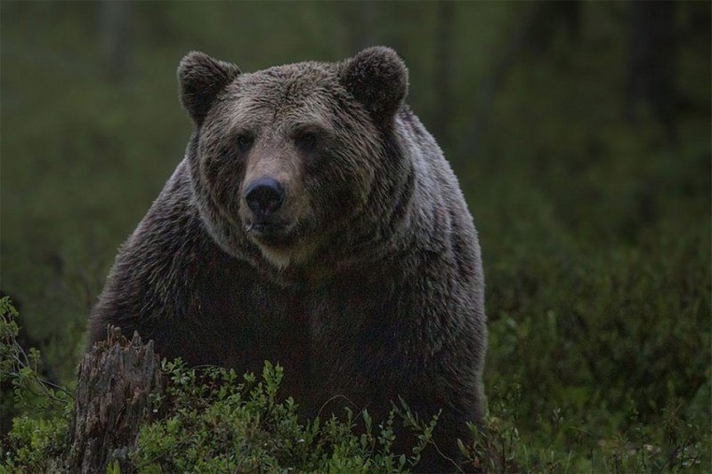 Medvjed ugrizao ženu dok je sjedila u poljskom toaletu