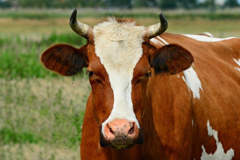 Prva krava u Crnoj Gori plaćena bitkoinom