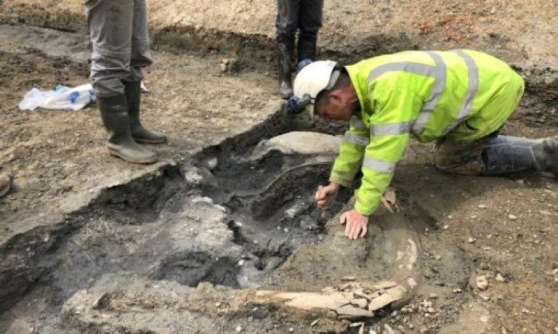 Nevjerovatno otkriće: Skeleti pet mamuta iz ledenog doba pronađeni u Cotswoldsu