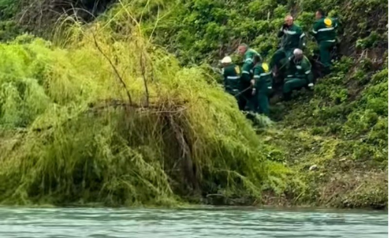 Sječa stabala i budžeta: Dok -riva- guta zelenilo, ekološki ugovori idu podobnima